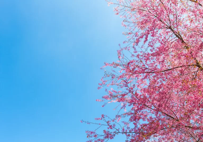 Beautiful blooming tree